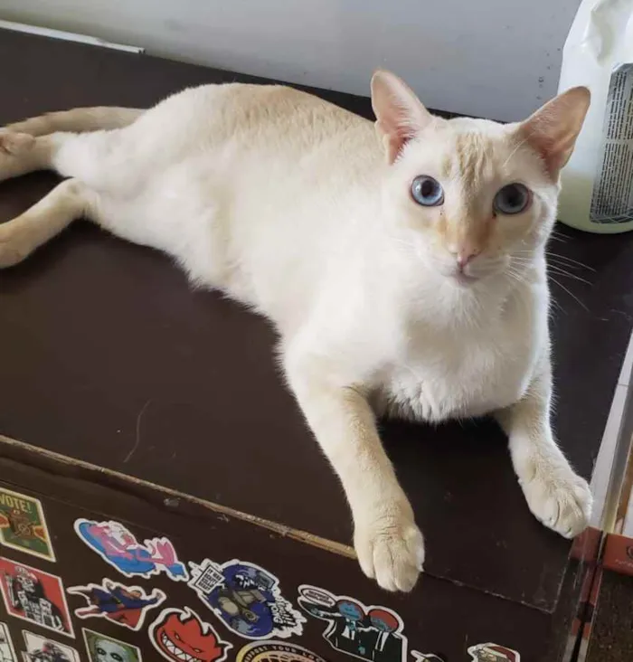 Gato ra a SRD idade 7 a 11 meses nome MARSHMALLOW