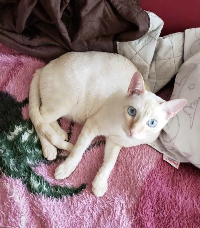 Gato ra a SRD idade 7 a 11 meses nome MARSHMALLOW