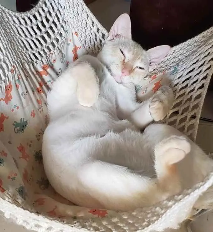 Gato ra a SRD idade 7 a 11 meses nome MARSHMALLOW