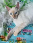 MARSHMALLOW