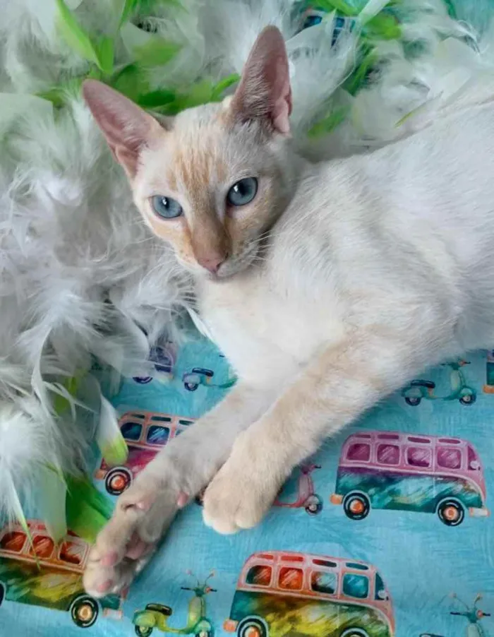 Gato ra a SRD idade 7 a 11 meses nome MARSHMALLOW