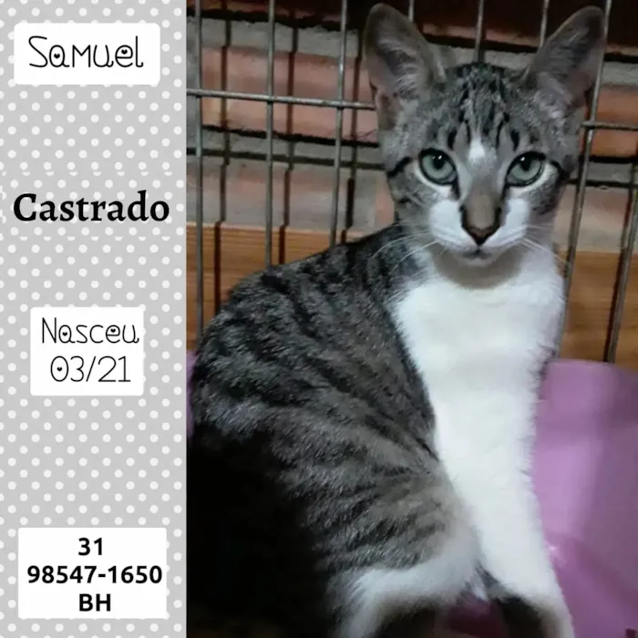 Gato raça SRD idade 2 a 6 meses nome Samuel 