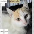 BELINHA