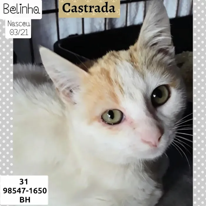 Gato raça SRD idade 2 a 6 meses nome BELINHA