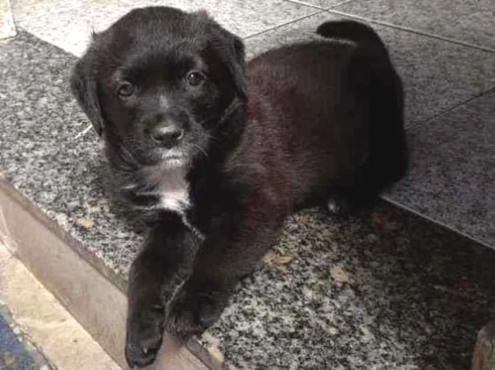 Cachorro ra a Srd idade  nome Bombom 