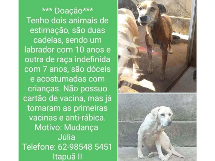 Cachorro ra a Labrador e raça indefinida  idade 6 ou mais anos nome Princesa e Fofa 