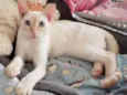 MARSHMALLOW