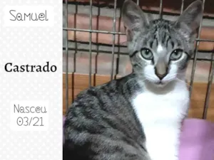 Gato raça SRD idade 2 a 6 meses nome Samuel 