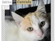 BELINHA