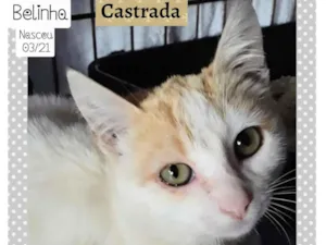 Gato raça SRD idade 2 a 6 meses nome BELINHA