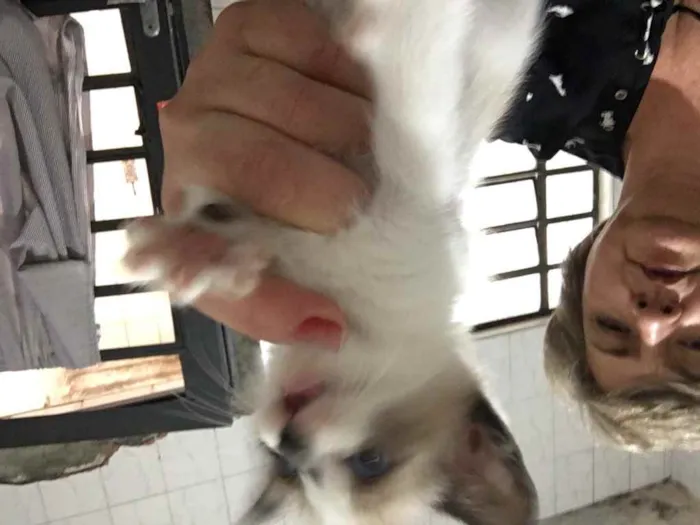 Gato raça Srd idade Abaixo de 2 meses nome Sem nome