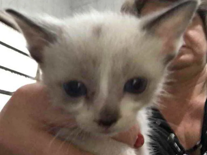 Gato raça Srd idade Abaixo de 2 meses nome Sem nome