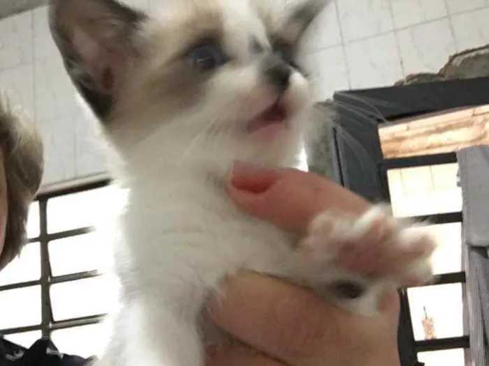 Gato raça Srd idade Abaixo de 2 meses nome Sem nome