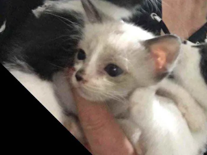 Gato raça Srd idade Abaixo de 2 meses nome Sem nome