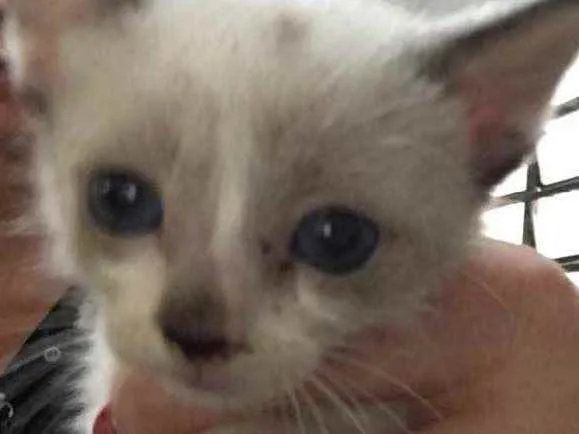 Gato raça Srd idade Abaixo de 2 meses nome Sem nome
