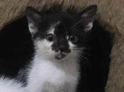 Gato raça Srd idade Abaixo de 2 meses nome Sem nome