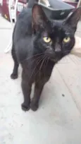 Nanquim