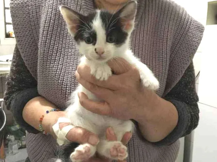 Gato raça Srd idade Abaixo de 2 meses nome Sem nome