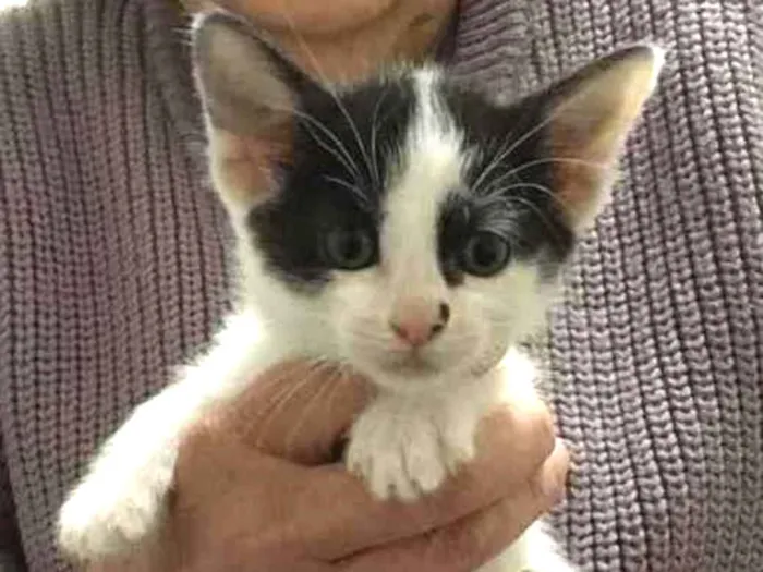 Gato raça Srd idade Abaixo de 2 meses nome Sem nome