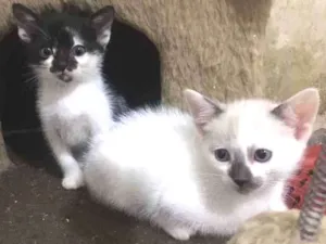 Gato raça Srd idade Abaixo de 2 meses nome Sem nome