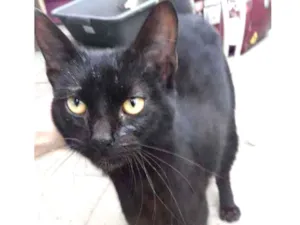 Gato raça SRD idade 1 ano nome Nanquim 