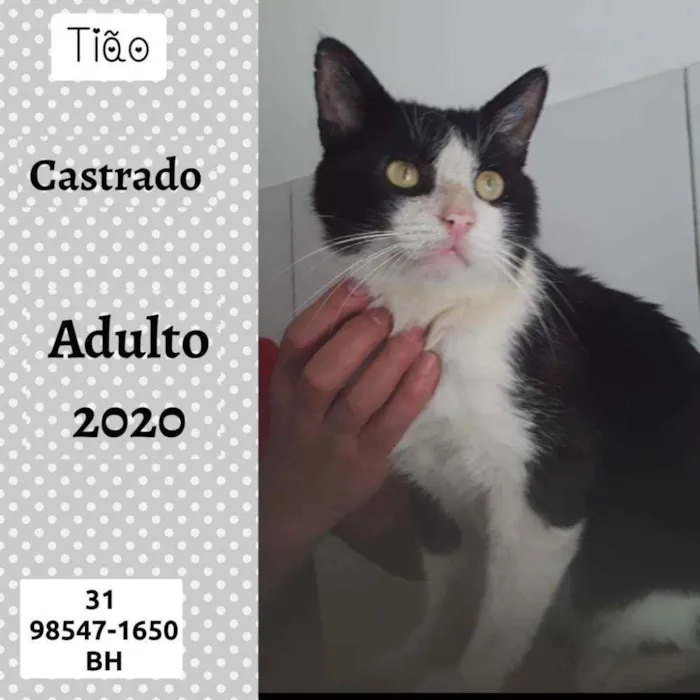 Gato raça SRD idade 1 ano nome Tião 