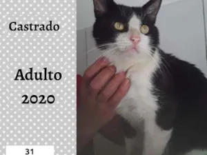 Gato raça SRD idade 1 ano nome Tião 