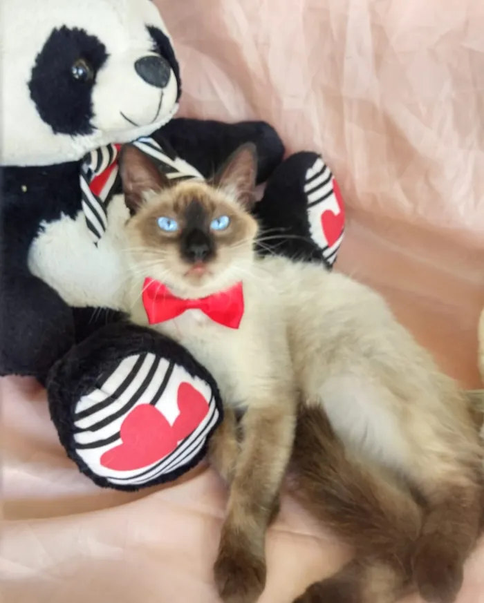 Gato ra a SEM RAÇA DEFINIDA.  idade 7 a 11 meses nome SEM NOME.