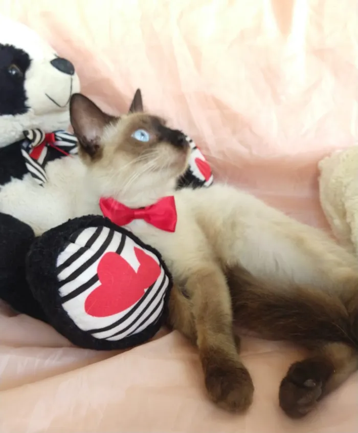 Gato ra a SEM RAÇA DEFINIDA.  idade 7 a 11 meses nome SEM NOME.