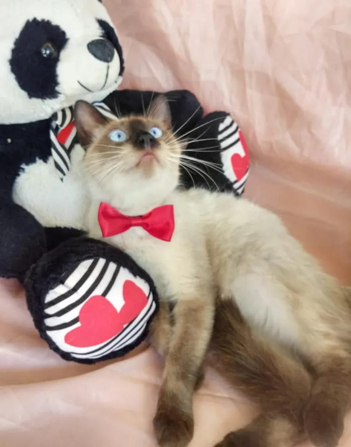Gato ra a SEM RAÇA DEFINIDA.  idade 7 a 11 meses nome SEM NOME.
