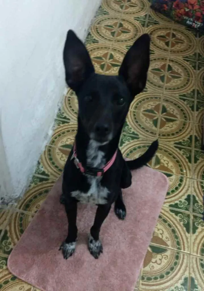 Cachorro ra a Srd idade 7 a 11 meses nome Pink