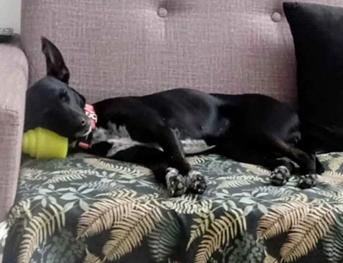 Cachorro ra a Srd idade 7 a 11 meses nome Pink