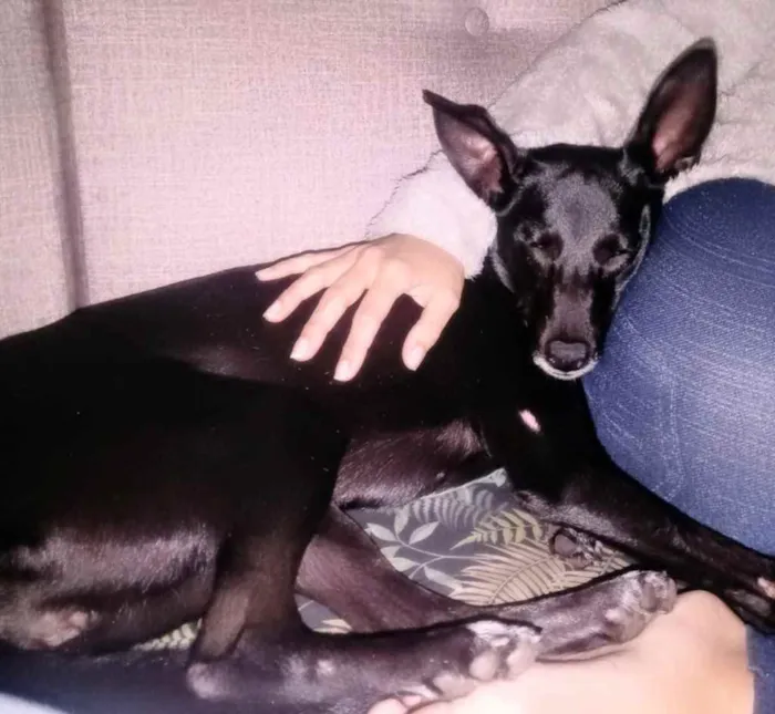 Cachorro ra a Srd idade 7 a 11 meses nome Pink