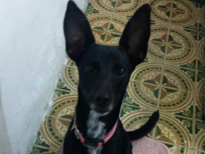 Cachorro ra a Srd idade 7 a 11 meses nome Pink