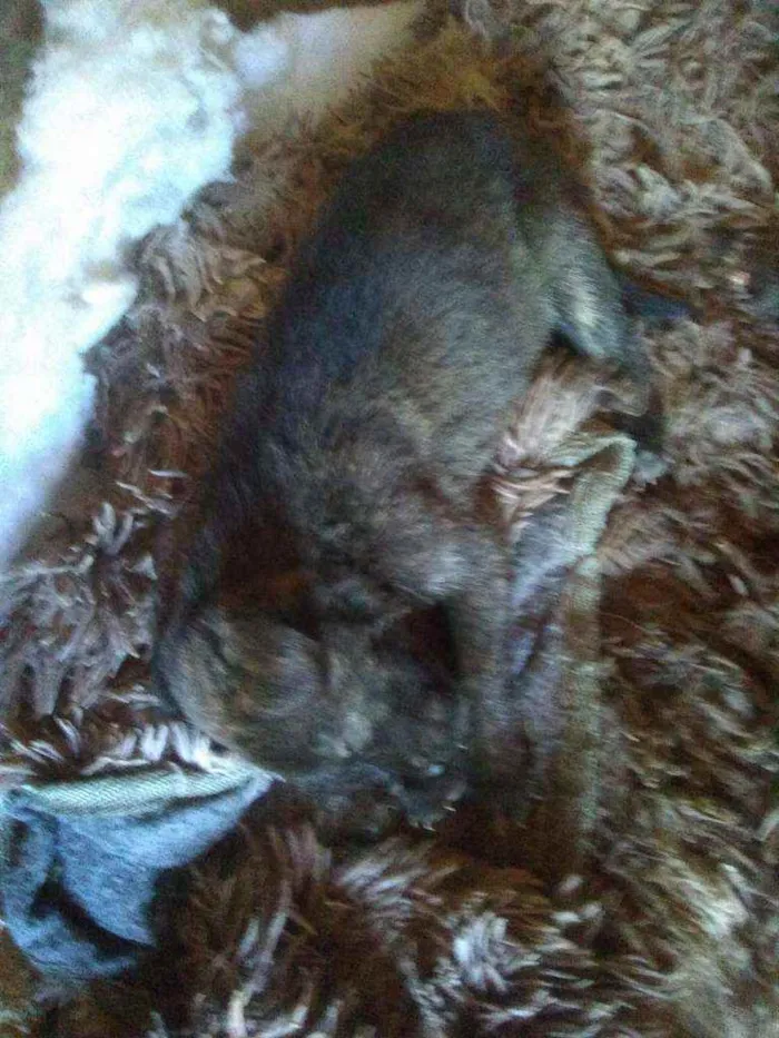 Cachorro ra a Mestico idade 2 a 6 meses nome Cao