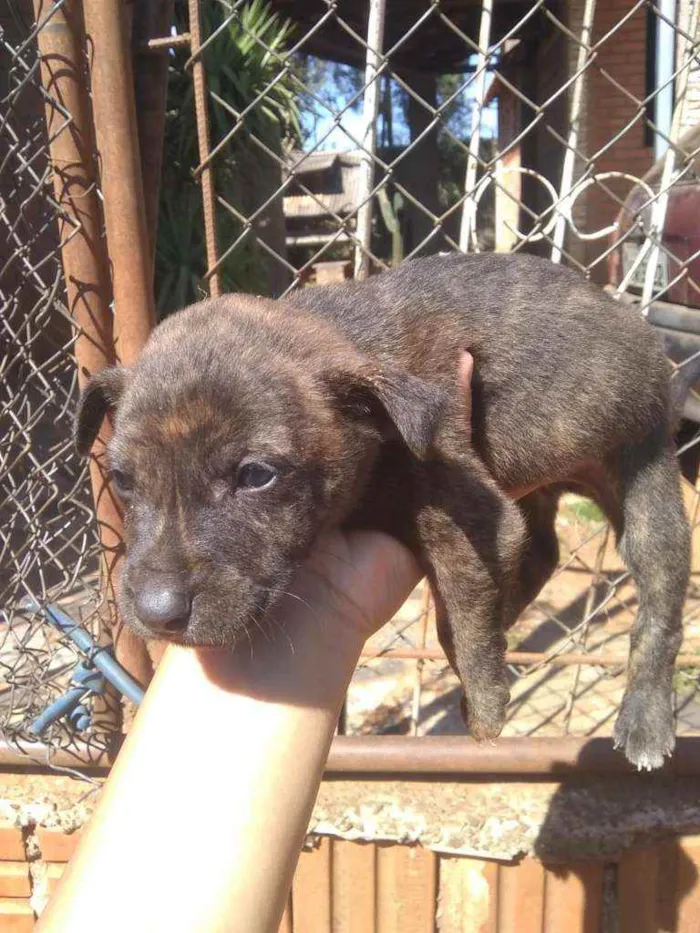Cachorro ra a Mestico idade 2 a 6 meses nome Cao