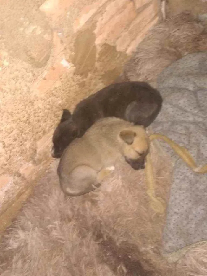 Cachorro ra a Mestico idade 2 a 6 meses nome Cao