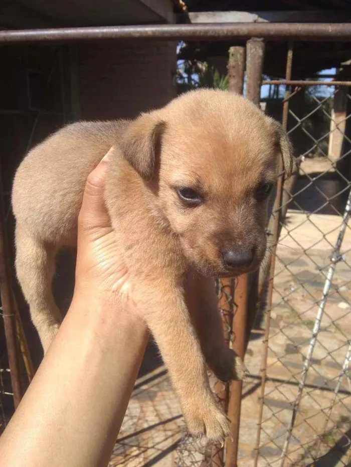 Cachorro ra a Mestico idade 2 a 6 meses nome Cao