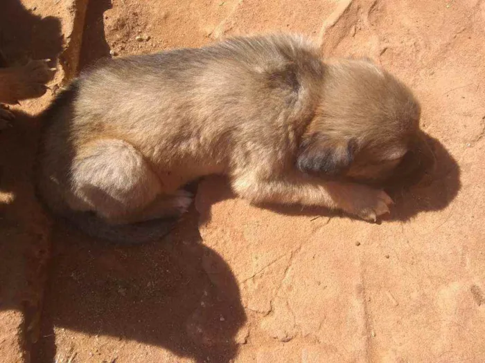 Cachorro ra a Mestico idade 2 a 6 meses nome Cao