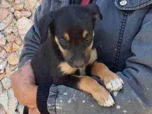 Cachorro raça Vira lata idade 2 a 6 meses nome M1