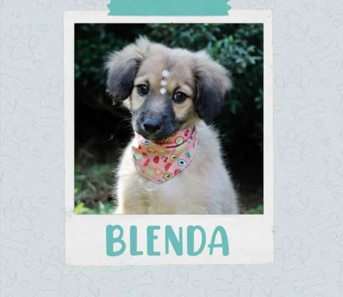 Cachorro raça SRD  idade 2 a 6 meses nome Blenda 