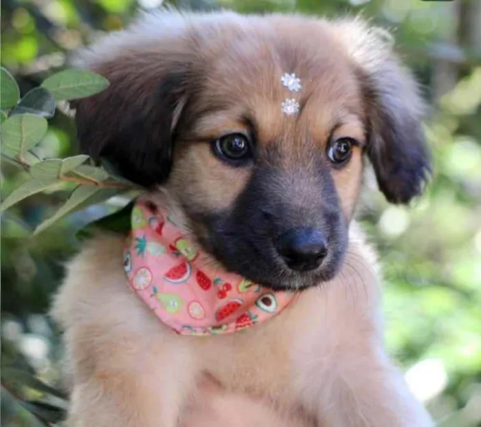 Cachorro raça SRD  idade 2 a 6 meses nome Blenda 