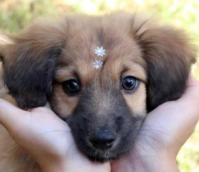 Cachorro raça SRD  idade 2 a 6 meses nome Blenda 