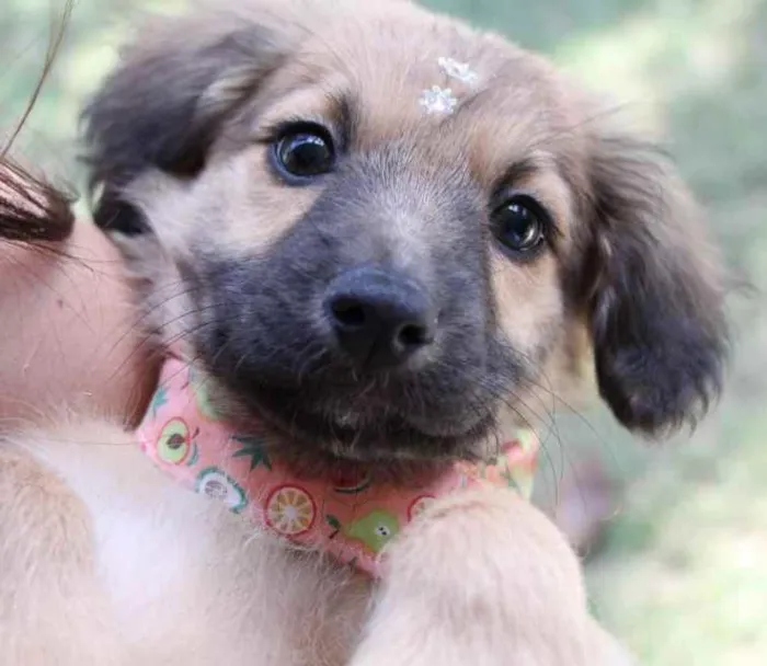 Cachorro raça SRD  idade 2 a 6 meses nome Blenda 