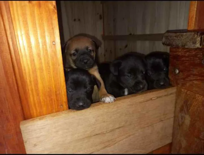 Cachorro ra a Labrador e mestiço  idade Abaixo de 2 meses nome Filhotes 