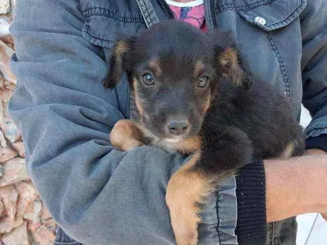 Cachorro raça Vira lata idade 2 a 6 meses nome M2