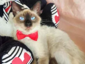 Gato raça SEM RAÇA DEFINIDA.  idade 7 a 11 meses nome SEM NOME.