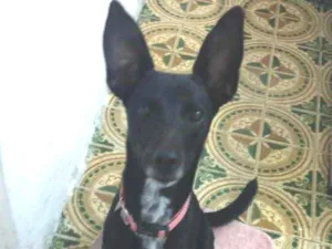 Cachorro raça Srd idade 7 a 11 meses nome Pink