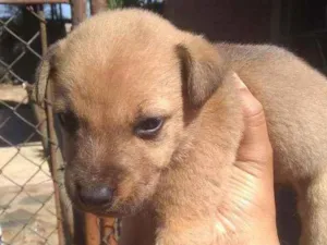 Cachorro raça Mestico idade 2 a 6 meses nome Cao