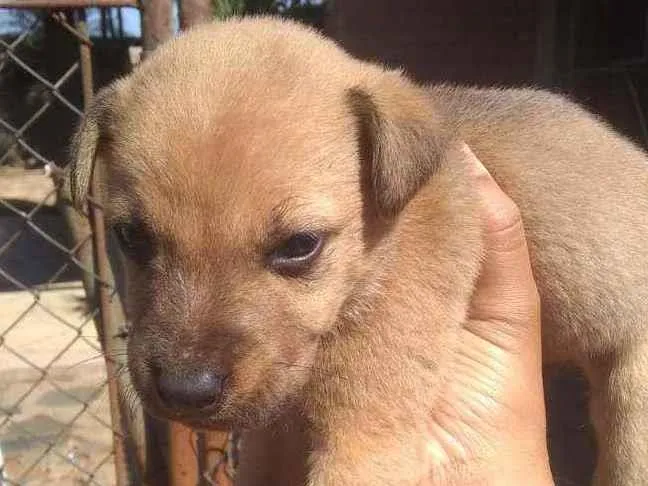 Cachorro ra a Mestico idade 2 a 6 meses nome Cao